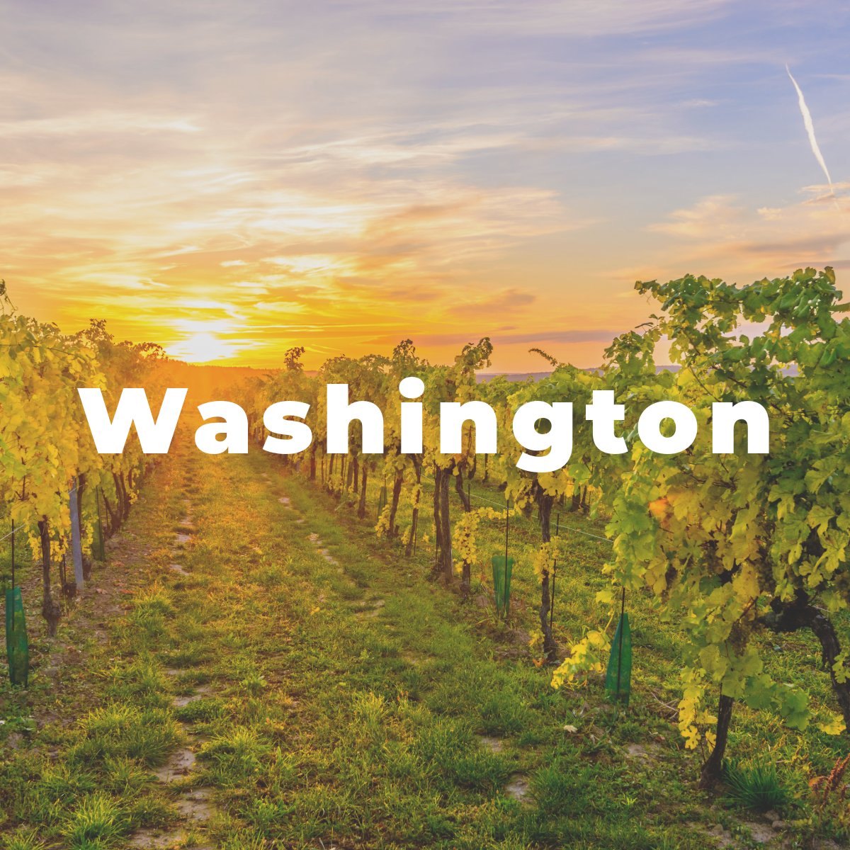 Washington Wines