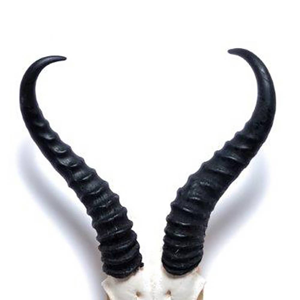 African Springbok Horn - Full Skull