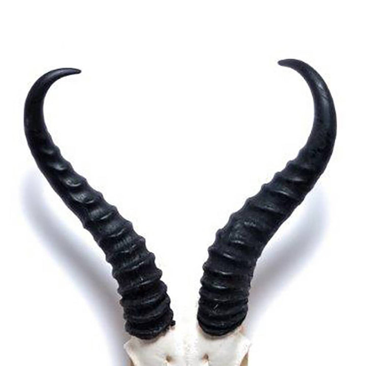 African Springbok Horn - Full Skull