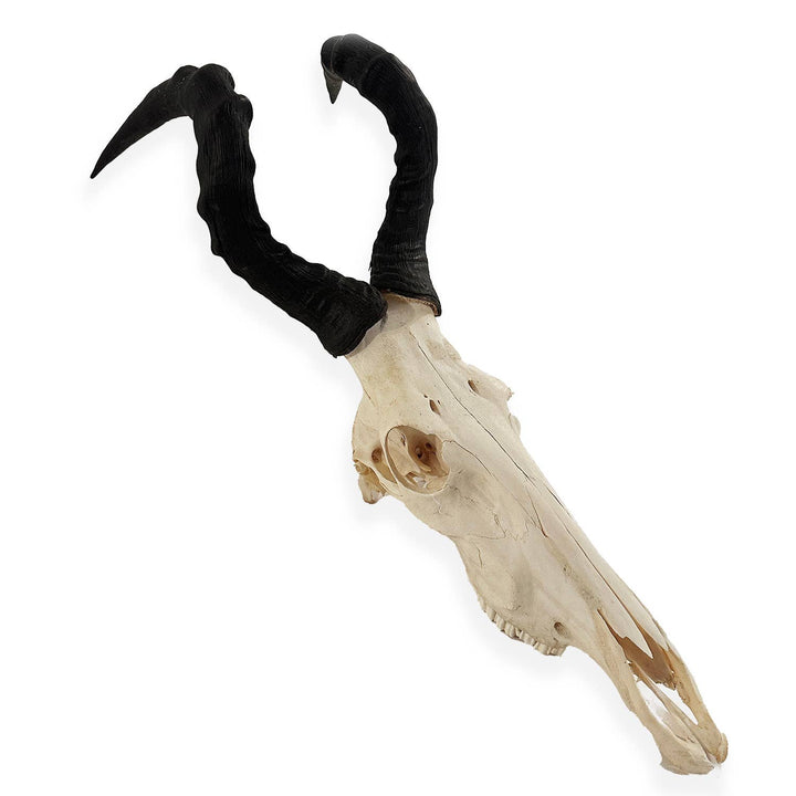 African Hartebeest Horn - Full Skull