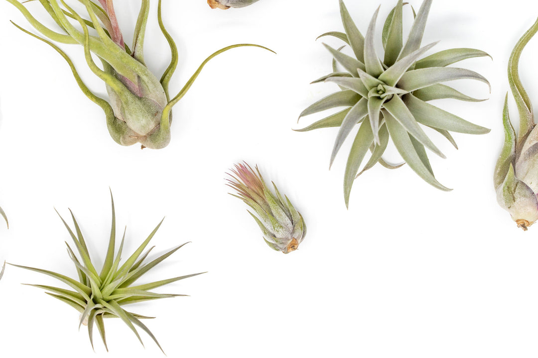 The Tough Stuff Collection of Tillandsia Air Plants