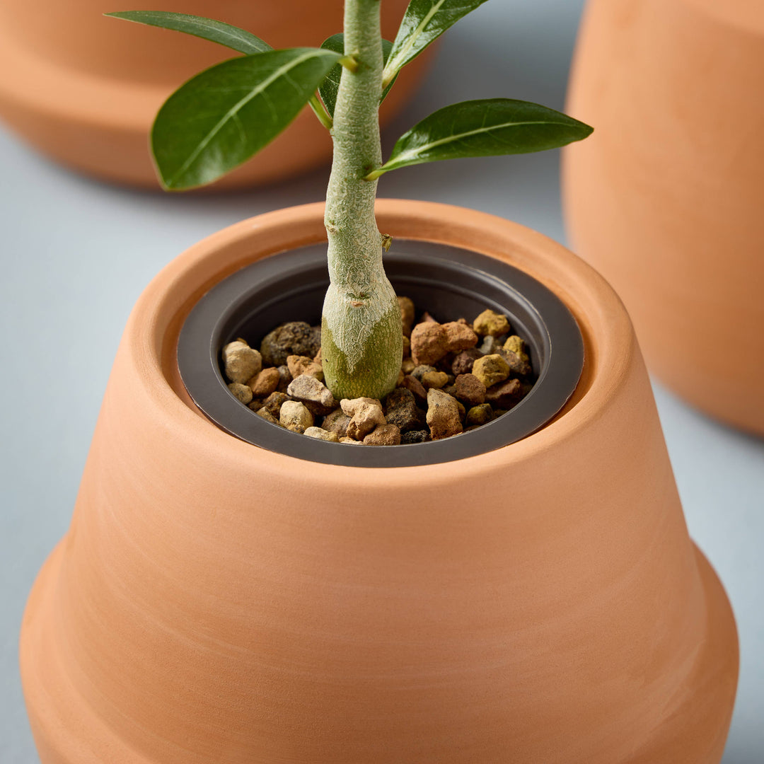 Terracotta Grow Kits: Bonsai