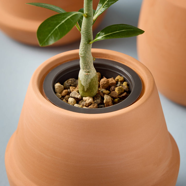 Terracotta Grow Kits: Bonsai