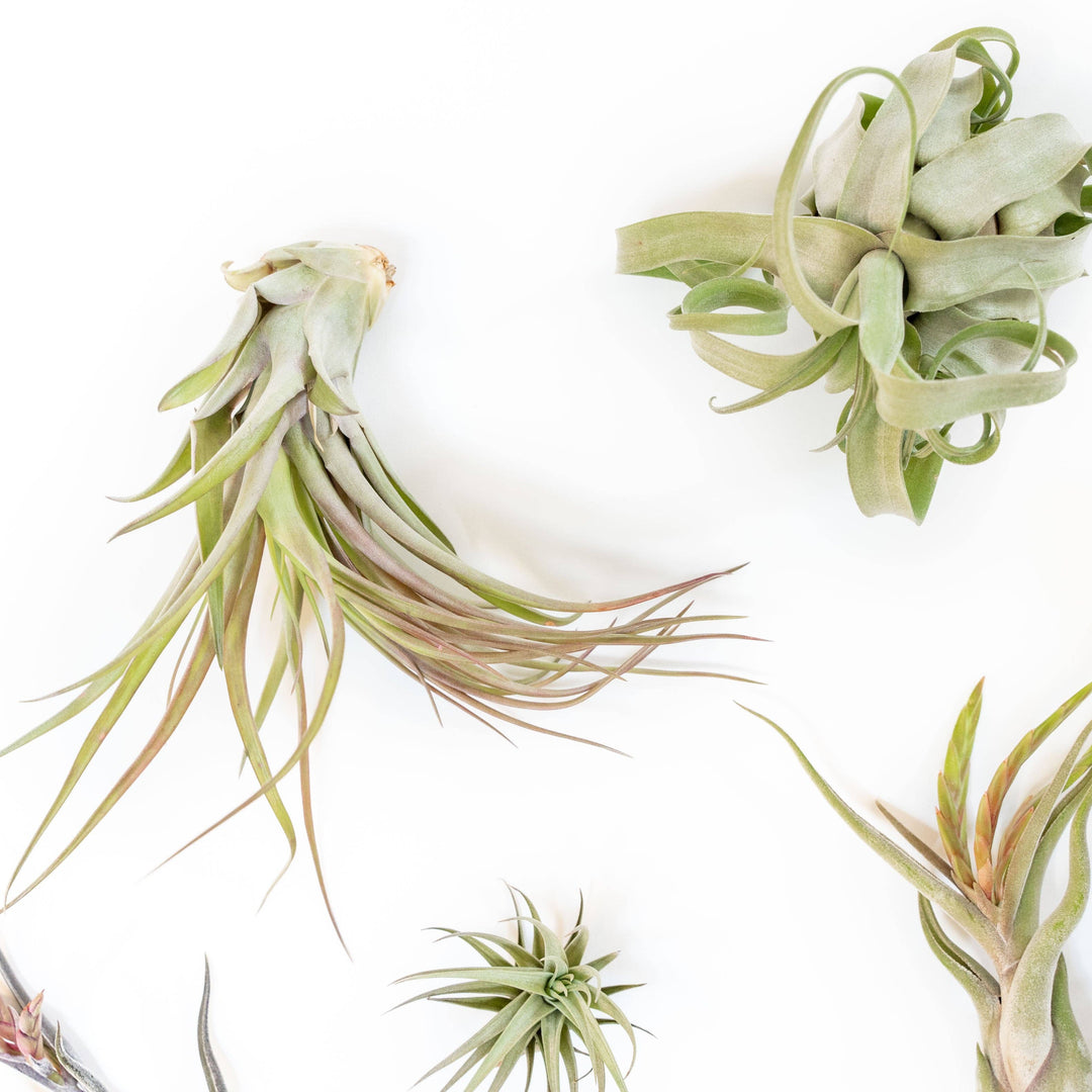 Premium Medium Air Plants