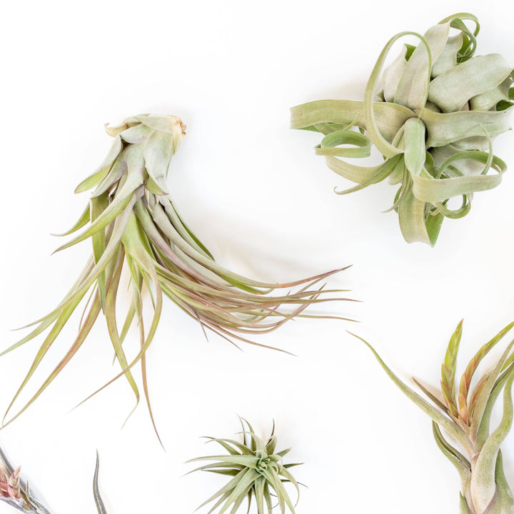 Premium Medium Air Plants