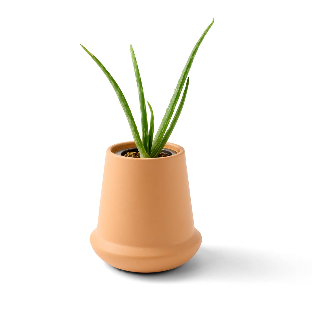 Terracotta Grow Kits: Cactus