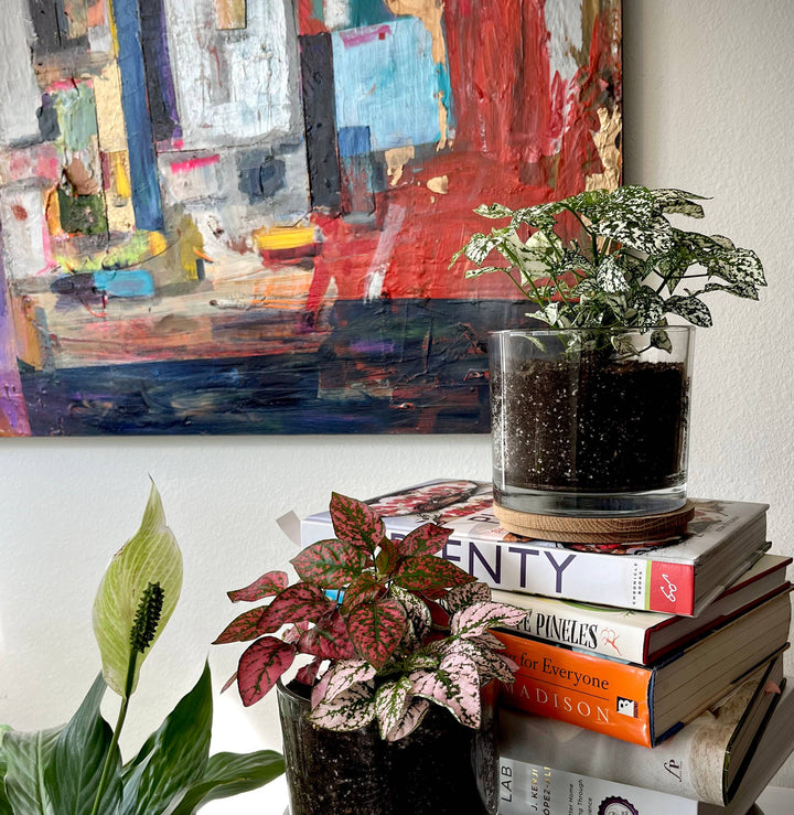 Houseplant Collection | First Snow | Polka Dot Plant