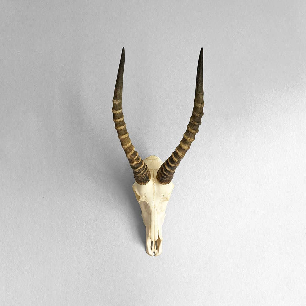 African Blesbok Horn - Full Skull