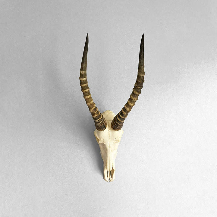 African Blesbok Horn - Full Skull