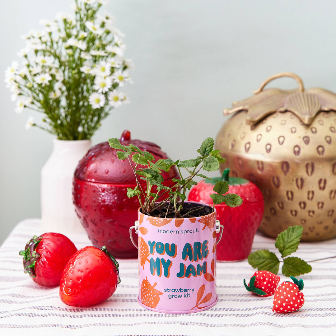Complimentary Color Grow Kits: Stay Zen Friend