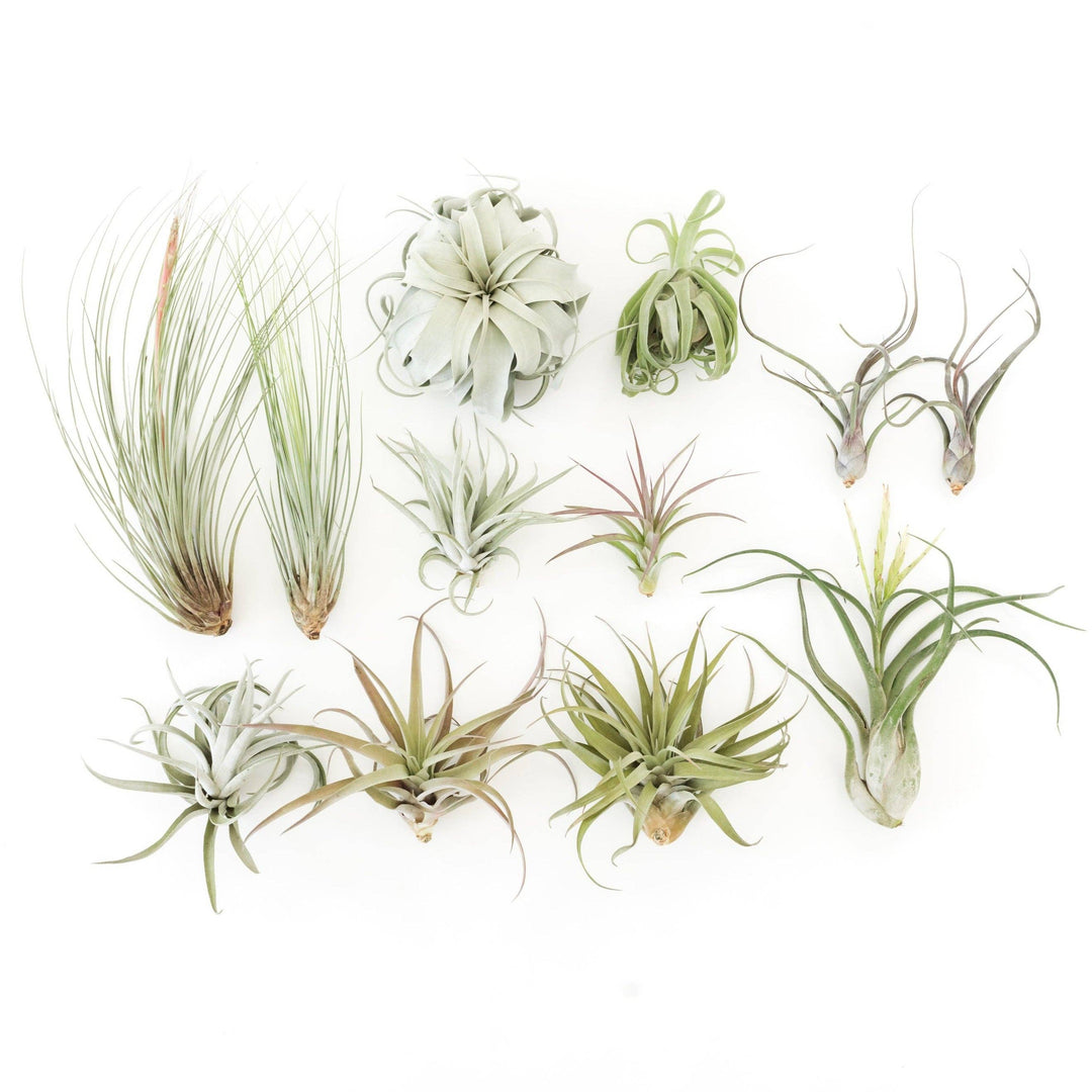 Jumbo Tillandsia Air Plant Assortment