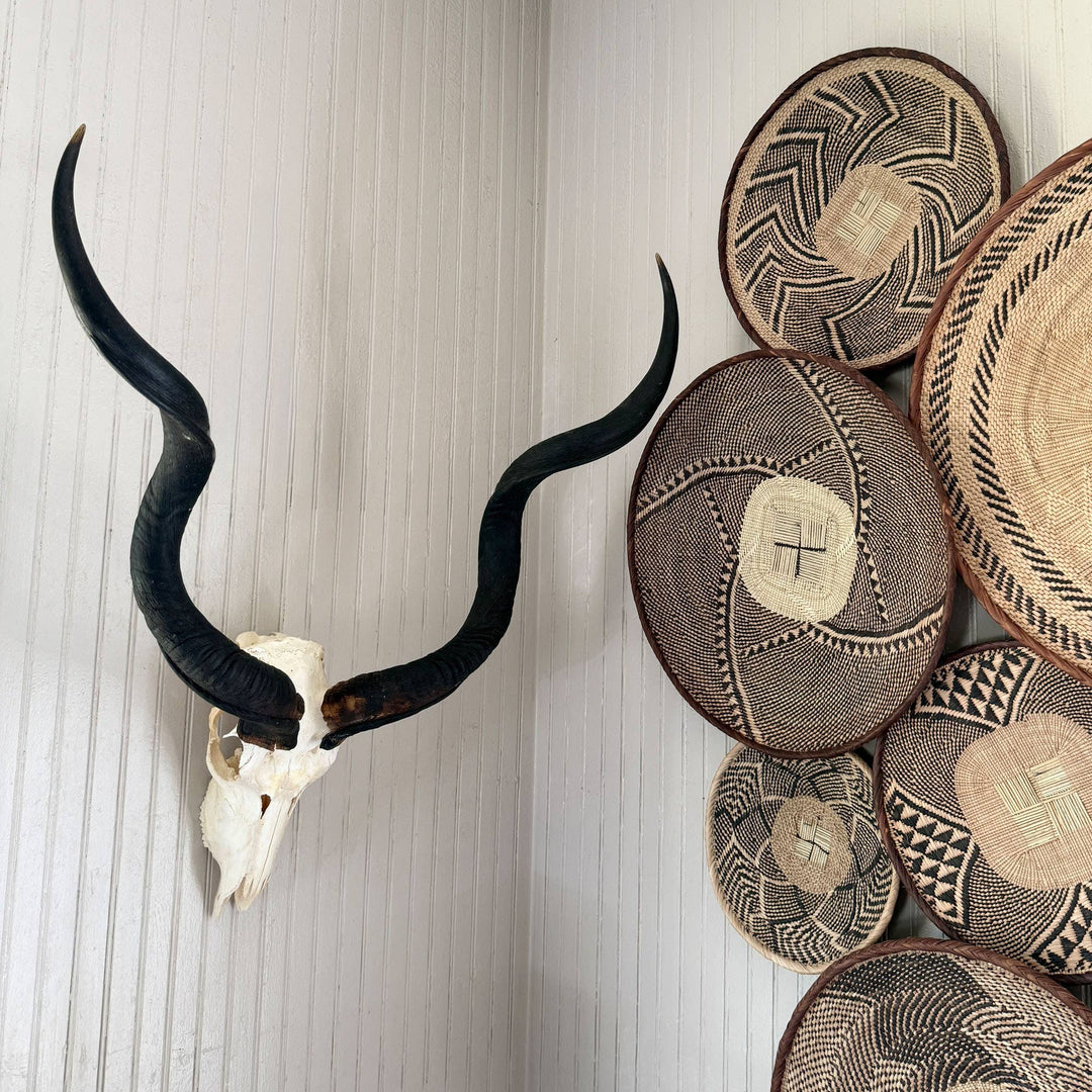 African Natural Kudu Horn - Full Skull