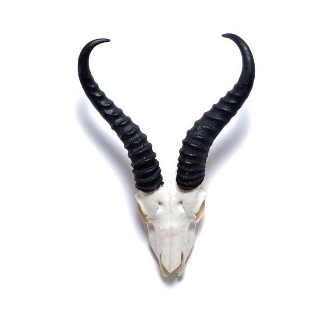 African Springbok Horn - Full Skull