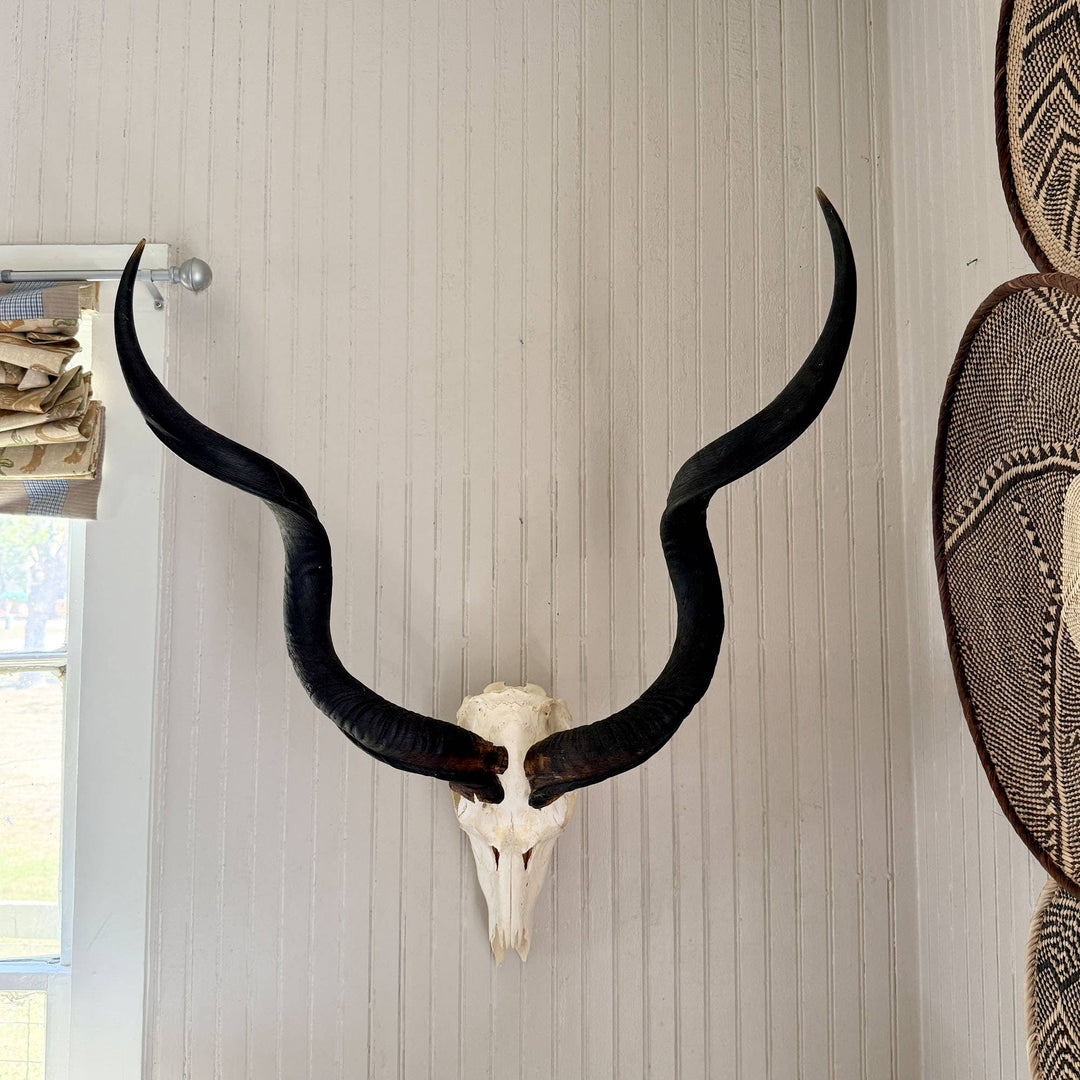 African Natural Kudu Horn - Full Skull