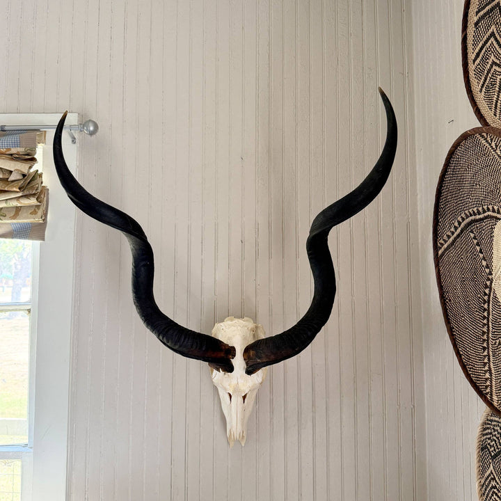 African Natural Kudu Horn - Full Skull