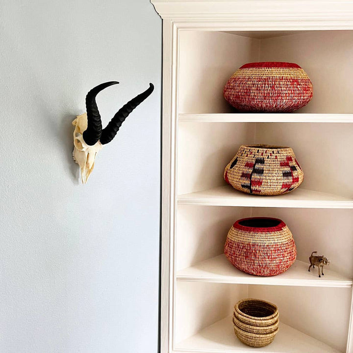 African Springbok Horn - Full Skull
