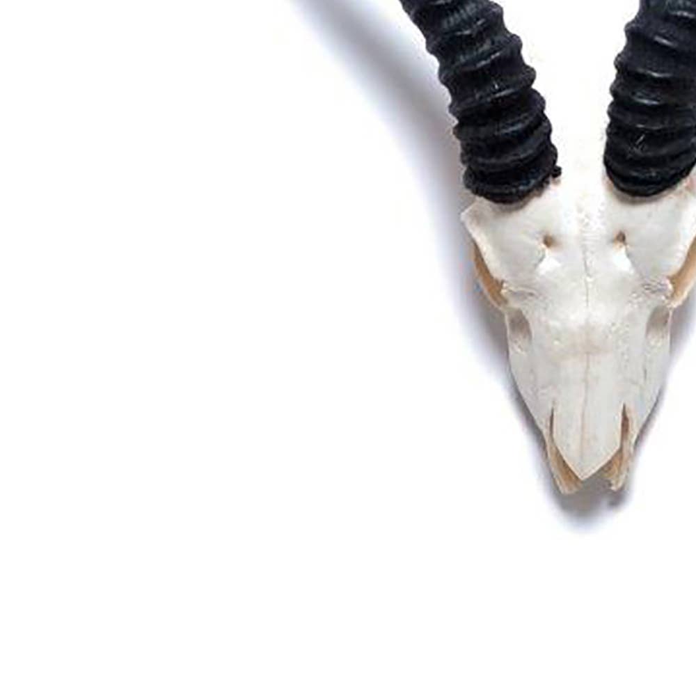 African Springbok Horn - Full Skull