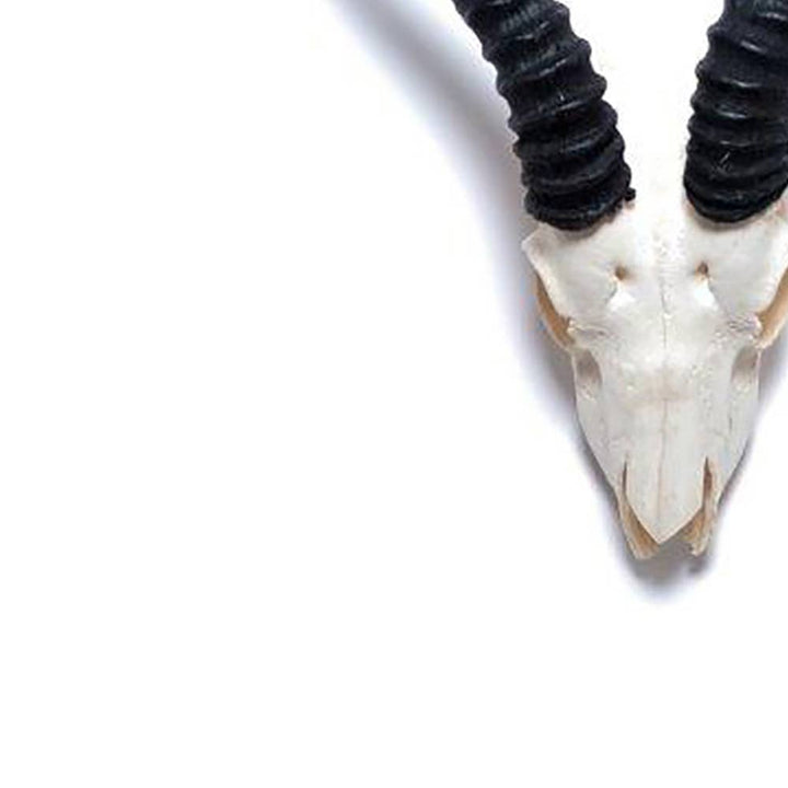 African Springbok Horn - Full Skull