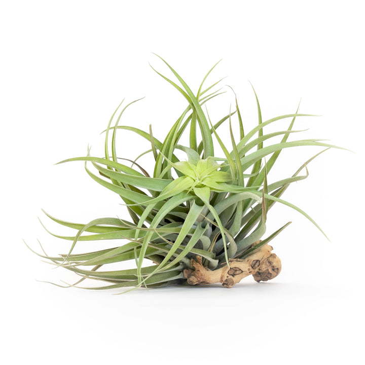 Tillandsia Capitata Salmon Air Plants: Regular