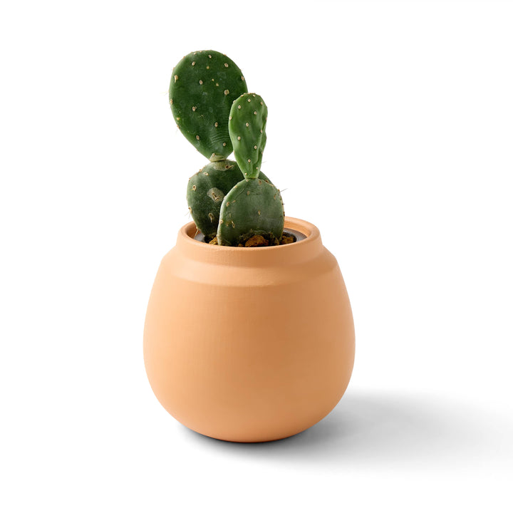 Terracotta Grow Kits: Bonsai