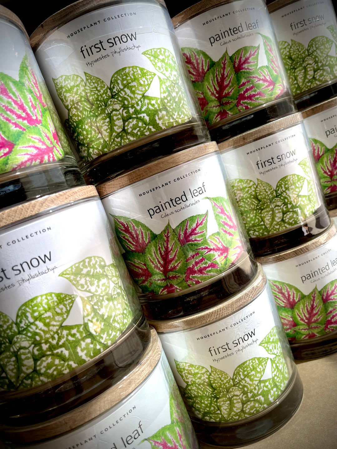 Houseplant Collection | First Snow | Polka Dot Plant