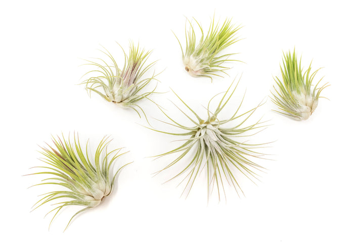 XL Tillandsia Ionantha Guatemala Air Plants