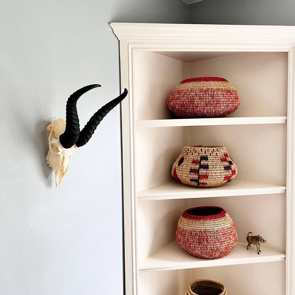 African Springbok Horn - Full Skull