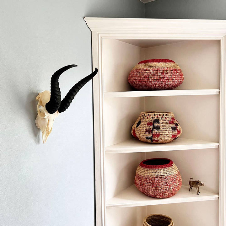 African Springbok Horn - Full Skull