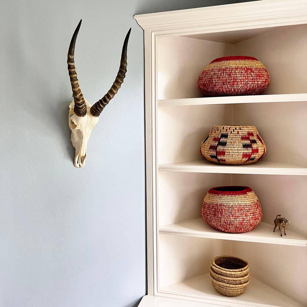 African Blesbok Horn - Full Skull