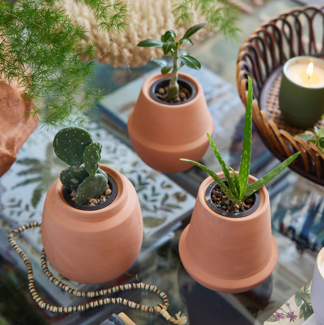 Terracotta Grow Kits: Bonsai