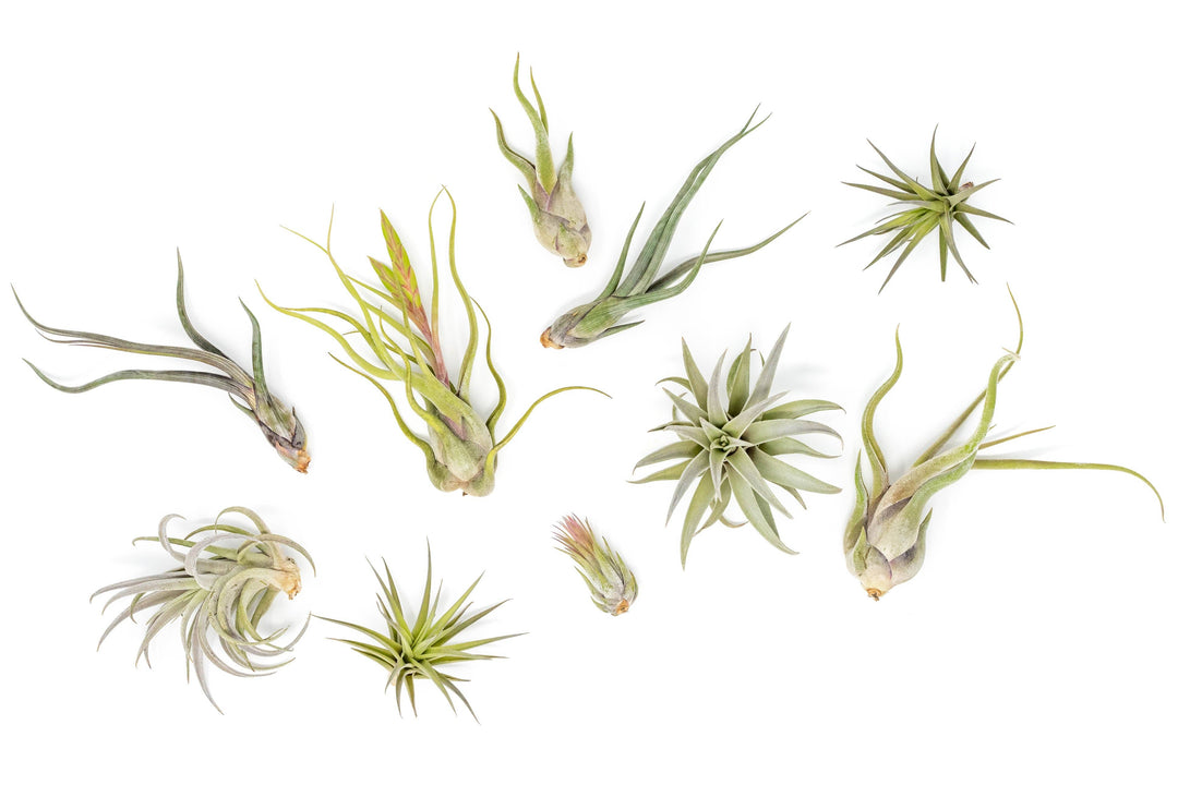 The Tough Stuff Collection of Tillandsia Air Plants