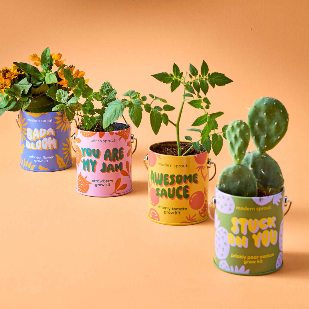 Complimentary Color Grow Kits: Stay Zen Friend