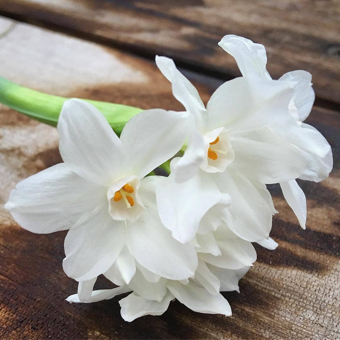 Paperwhites Winter Garden | Fall & Christmas | Best Seller