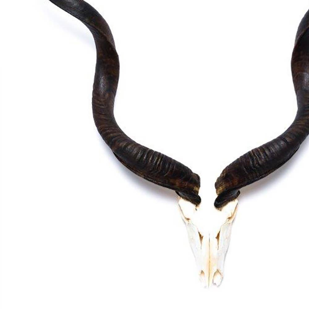 African Natural Kudu Horn - Full Skull
