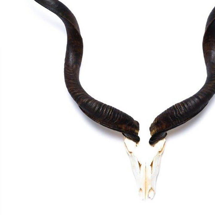 African Natural Kudu Horn - Full Skull