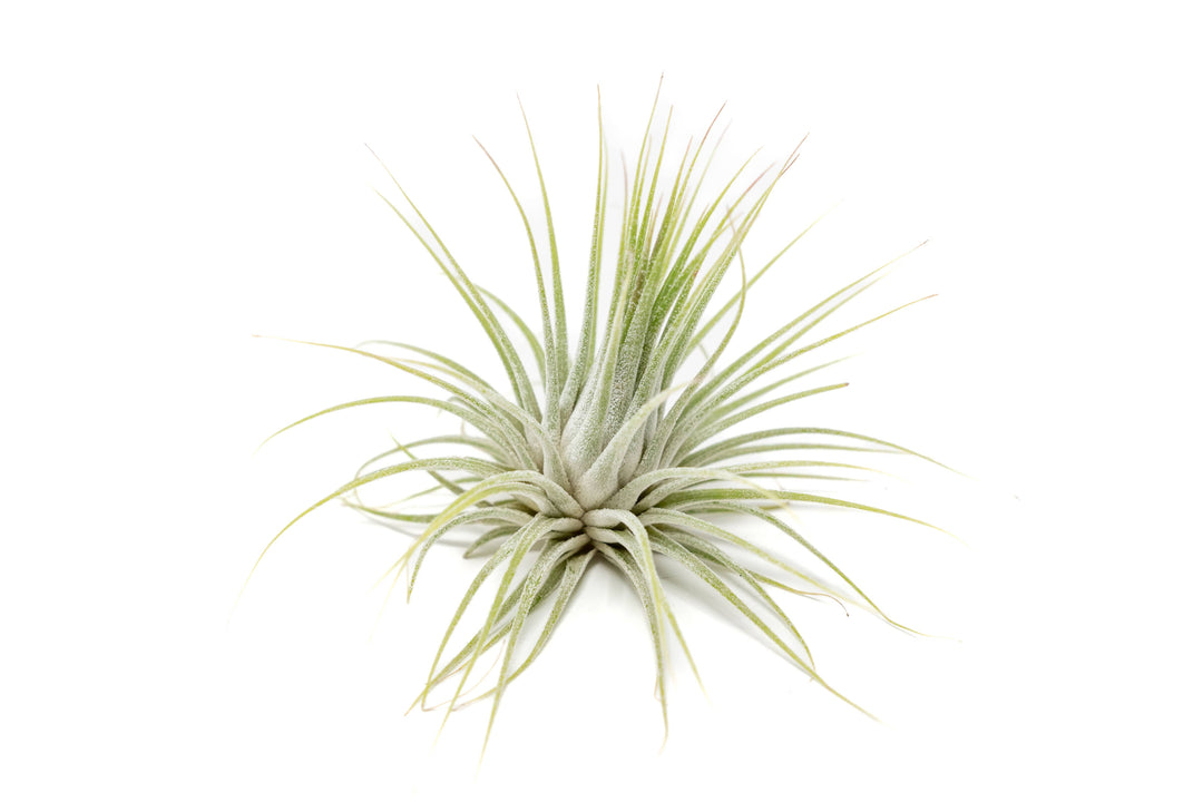 XL Tillandsia Ionantha Guatemala Air Plants