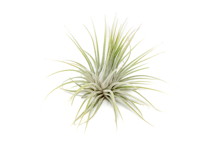 XL Tillandsia Ionantha Guatemala Air Plants