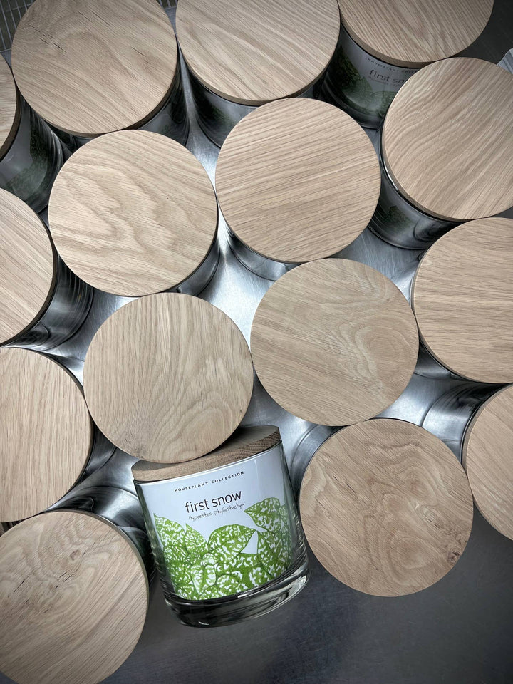 Houseplant Collection | First Snow | Polka Dot Plant