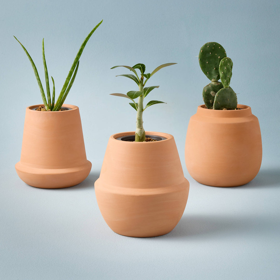 Terracotta Grow Kits: Bonsai