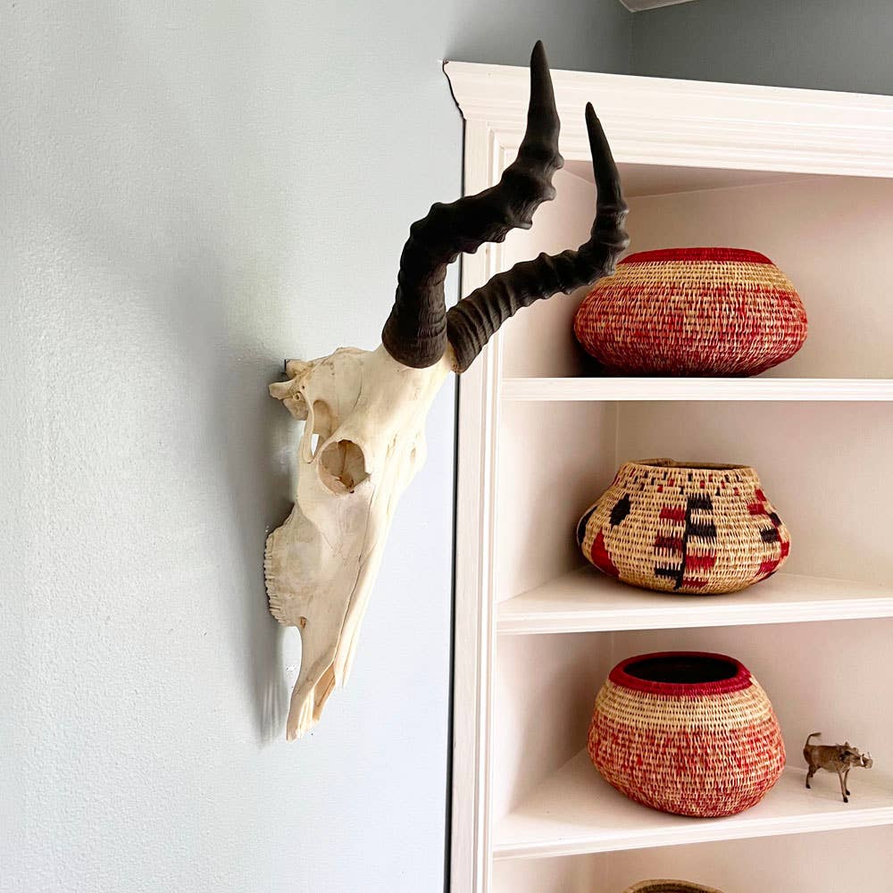 African Hartebeest Horn - Full Skull