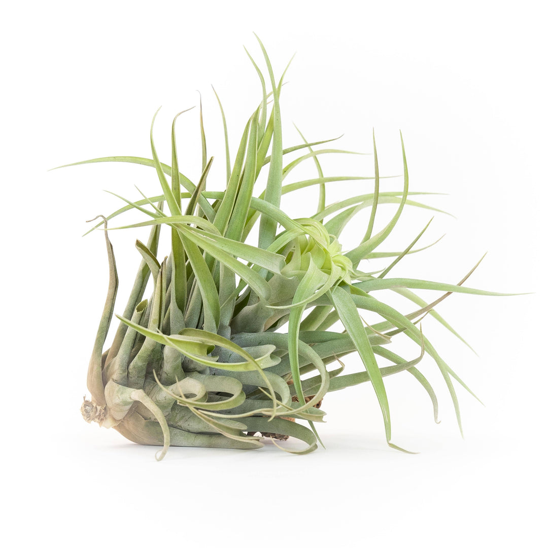 Tillandsia Capitata Salmon Air Plants: Regular