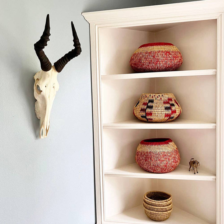 African Hartebeest Horn - Full Skull