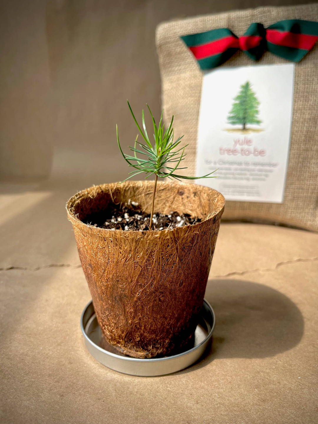 Christmas Tree to Be | Hostess gift | Holiday Parties