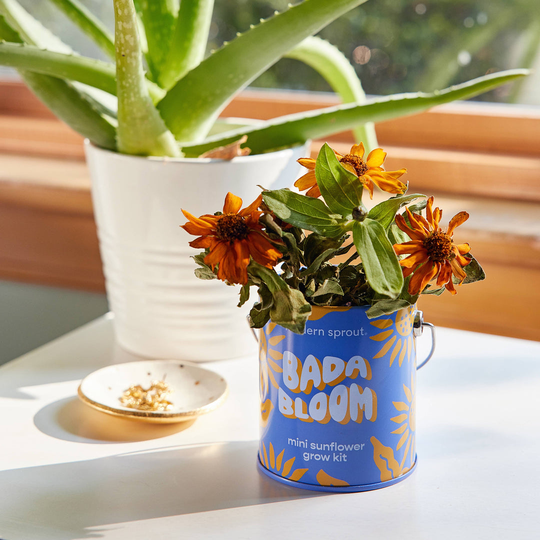 Complimentary Color Grow Kits: Stay Zen Friend