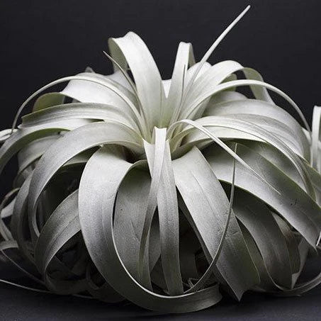 Tillandsia Xerographica - Large Air Plant