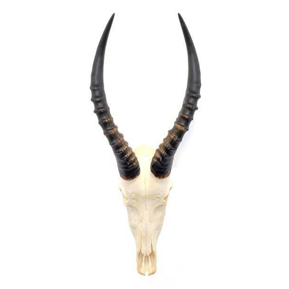 African Blesbok Horn - Full Skull
