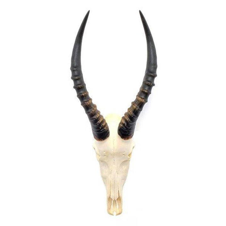 African Blesbok Horn - Full Skull