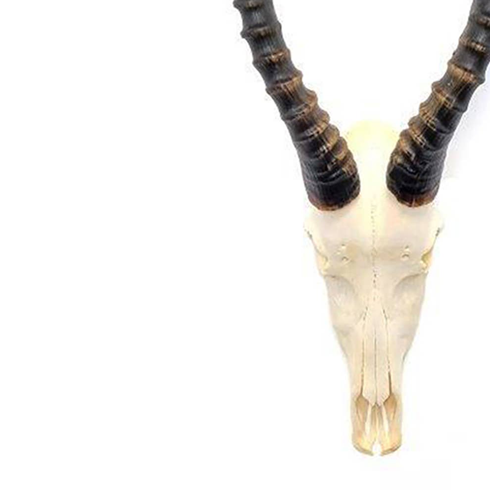 African Blesbok Horn - Full Skull