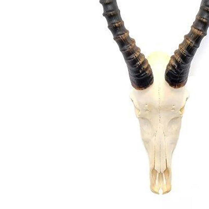 African Blesbok Horn - Full Skull