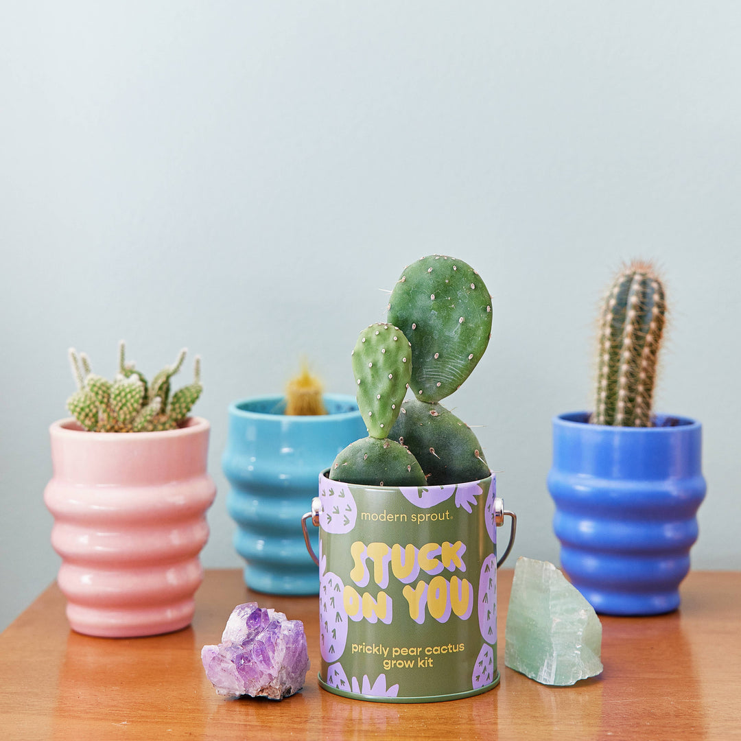 Complimentary Color Grow Kits: Stay Zen Friend